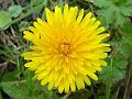 2011-0326-1340_Dandelion_12,9C